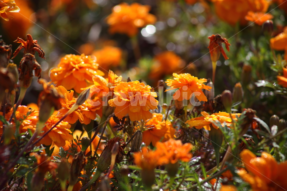 메리골드,꽃,식물,marigold,국화과,만수국,식물,자연,plants,nature,꽃,flower
