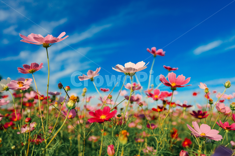 코스모스,순광,파란하늘,자연풍경,cosmos,꽃동산,가을,계절,fall,autumn,season,식물,자연,plants,nature,꽃,flower,spring,봄,petal,꽃잎,plant,blossom