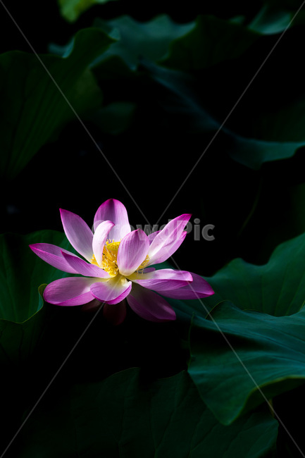 풍경,landscape,연꽃,lotus,전주,덕진공원
