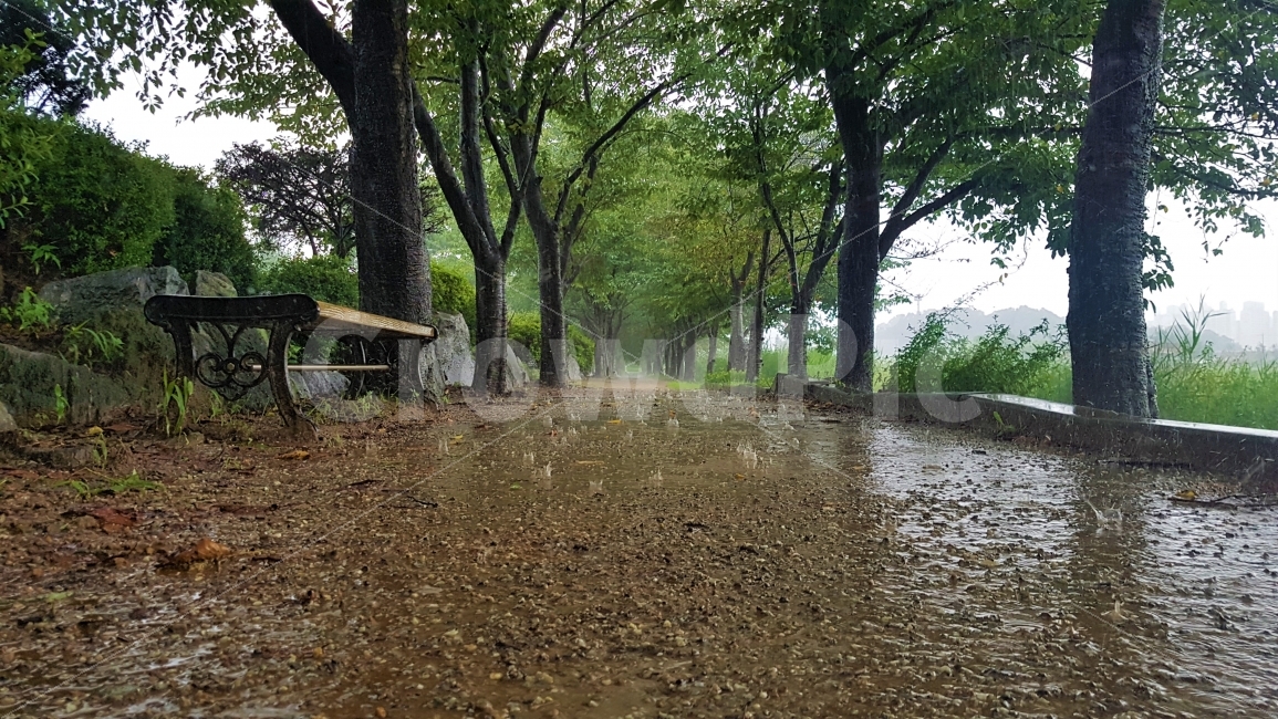 자연,비,흐림,먹구름,공원,나무,흙,빗방울,감성,녹색,풀,풍경,자연,풍경,nature,landscape,여름,계절,summer,season,비,비오는날,rain,rainy,tree,plant,식물,tree trunk,나무 줄기,bench,벤치,ground,바닥,furniture,가구