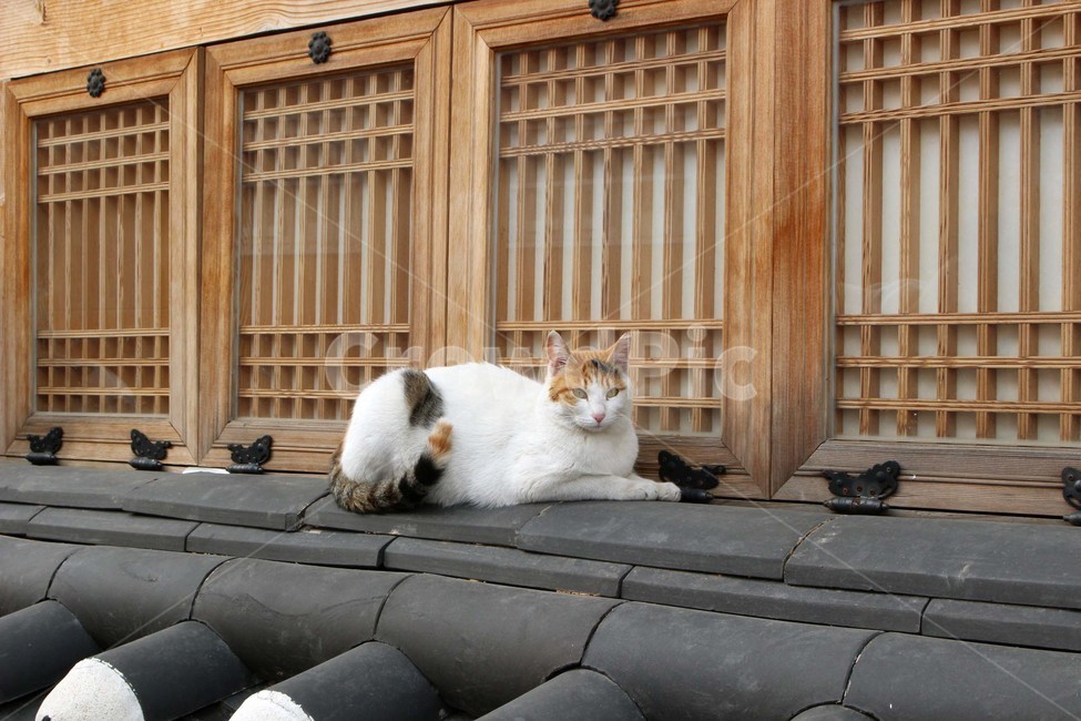 고양이,길고양이,야옹이,동물,친구,냐옹이,귀염,한국전통,한국문화,korean traditional,korean culture,동물,animal,포유류,mammal,고양이,cat,kitten,kitty
