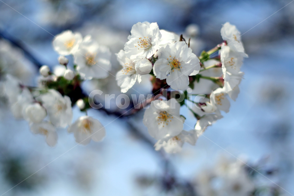봄,벗꽃,하얀꽃,꽃망울,하늘배경,봄,계절,spring,season,식물,자연,plants,nature,꽃,flower,plant