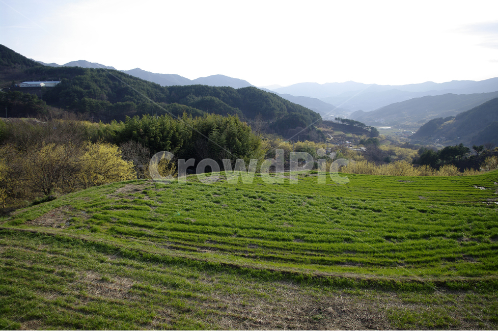 봄,봄날,봄풍경,봄꽃,감성,spring,flower,봄길,산책,봄나들이,식물,꽃,초록,언덕,봄,계절,spring,season,자연,풍경,nature,landscape,한국자연풍경,한국자연경관,korea nature landscape,outdoors,옥외,field,들