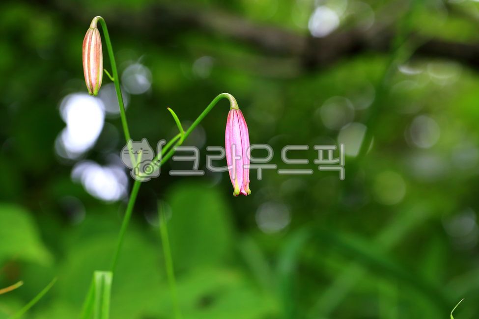 솔나리꽃,솔나리,꽃,분홍색꽃,꽃배경,야생화,여름꽃,꽃봉오리,예쁜꽃,나리꽃,고산식물,배경,아름다운,미,꽃말새아씨,단아한,식물,녹색,분홍색,여름,자연,풍경,개화,산,숲,경치,생태,백합과,여러해살이풀,여름야생화