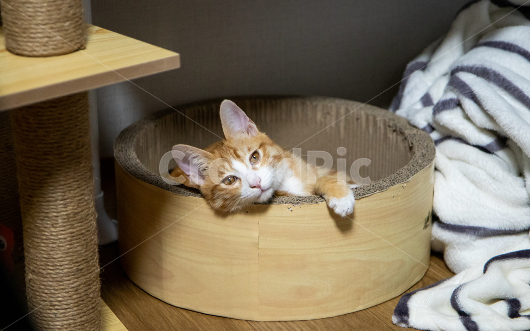 고양이,치즈고양이,치즈태비,코리안숏헤어,코숏,동물,animal,포유류,mammal,고양이,cat,kitten,kitty