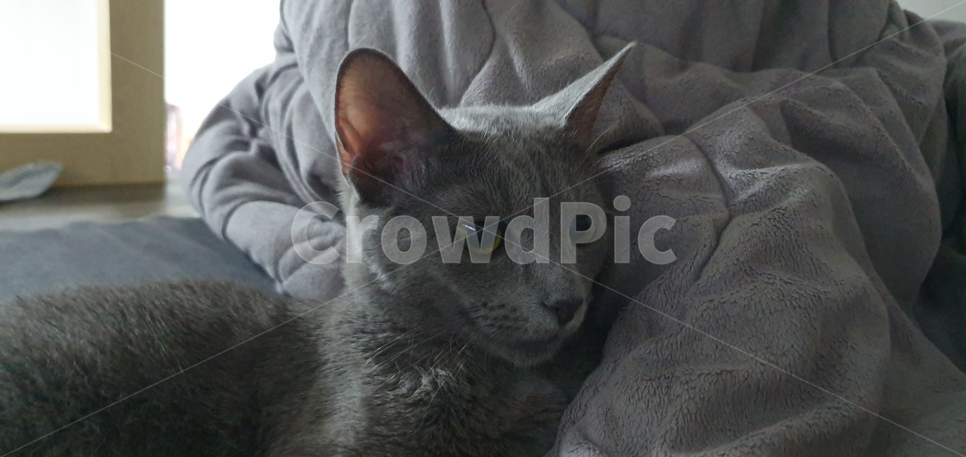 고양이,러시안블루,cat,반려동물,russianblue