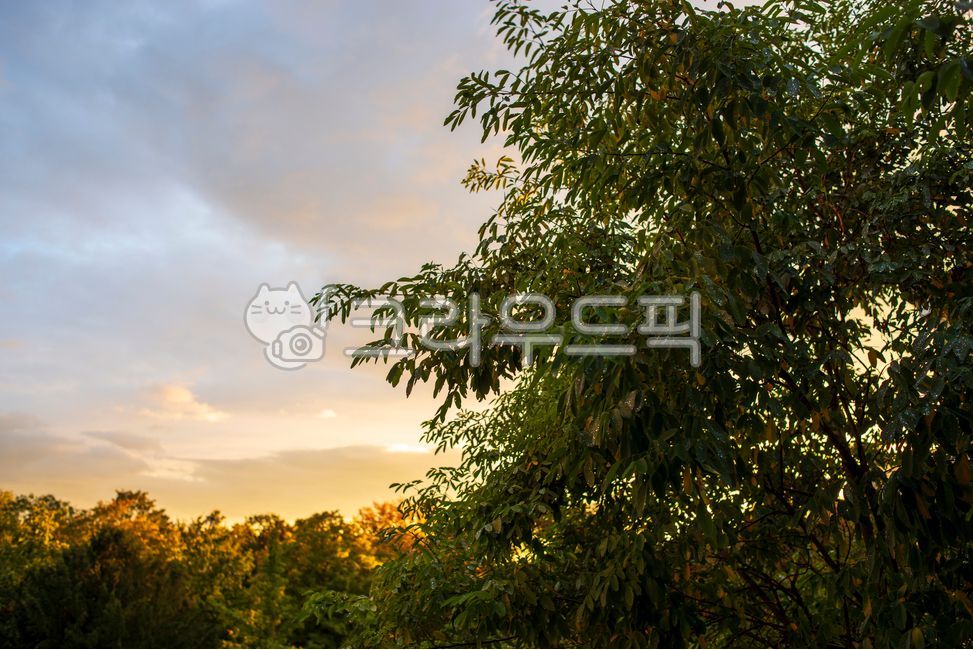 sky,green,greentree,nature,tree,sun,cloud,sunlight,outdoors,sunset,green tree,glow