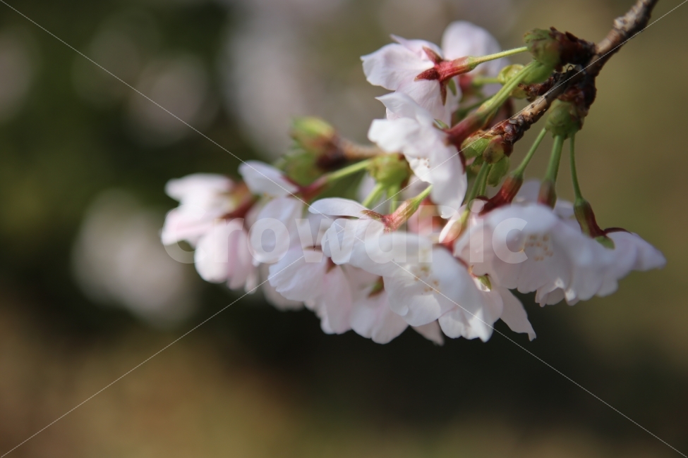 벗꽃,봄,꽃,배경,하늘,봄,계절,spring,season,식물,자연,plants,nature,꽃,flower,plant