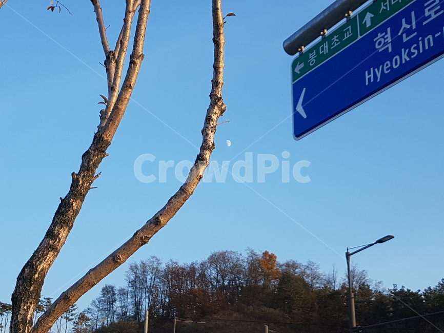 하늘,달,표지판,나무,sky,moon,tree,sign,식물,자연,plants,nature,나무,trees,wood