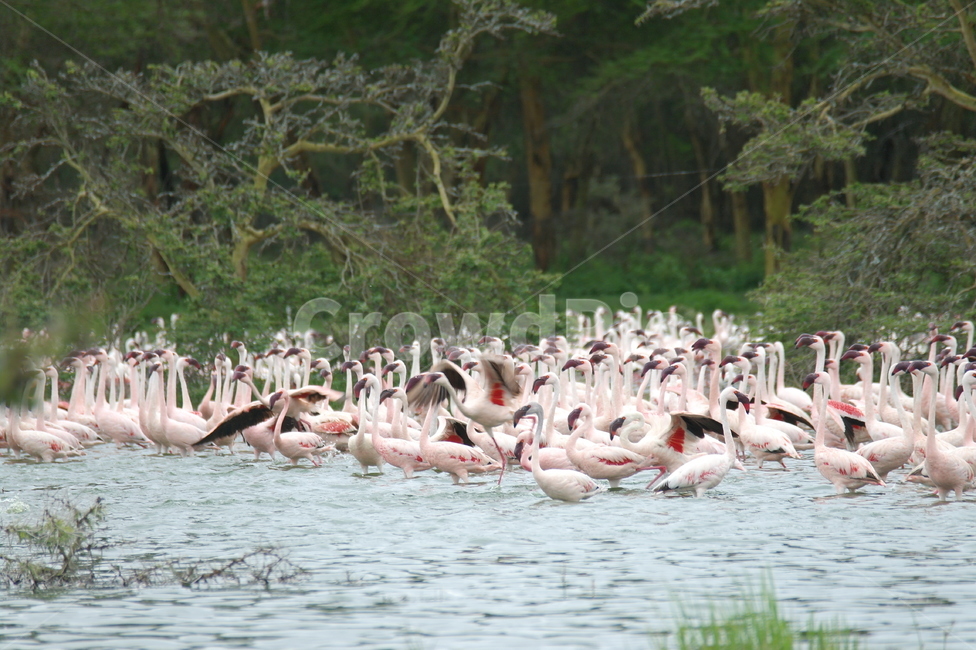 홍학,비상,케냐,사파리,호수,조류,새,birds