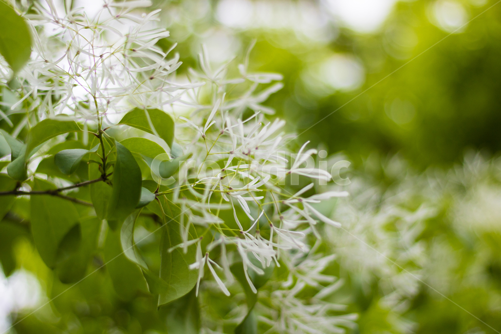 꽃,꽃사진,꽃송이,이팝나무꽃,이팝나무,봄꽃,식물,자연,plants,nature,꽃,flower