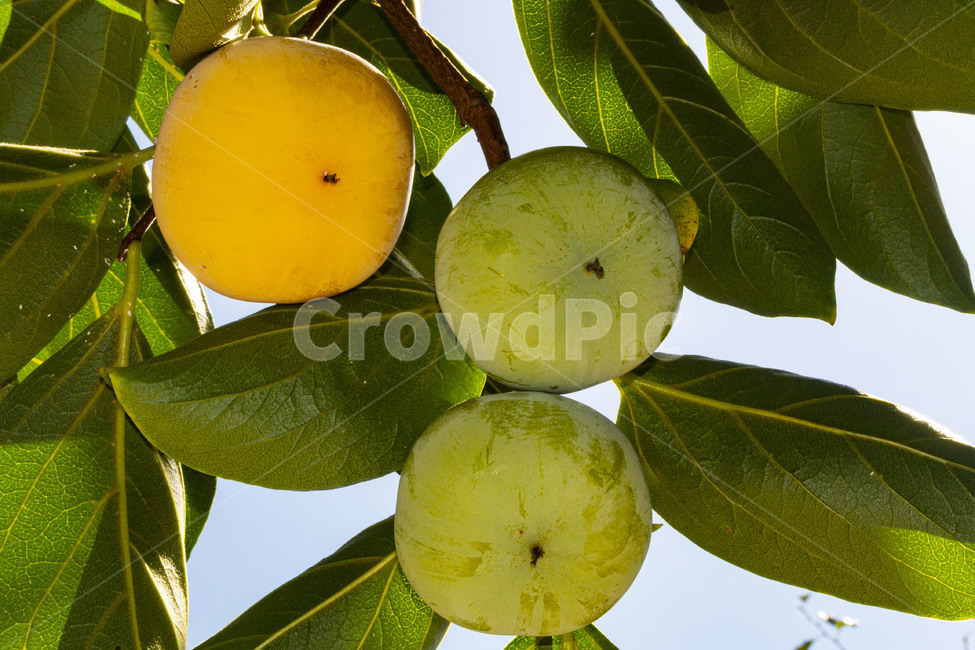 감,감나무,감잎,persimmon,persimmontree,과일,식물,fruit,가을,계절,fall,autumn,season,과일,열매,fruit,plant,orange,주황색,food,음식,citrus fruit,감귤류 과일