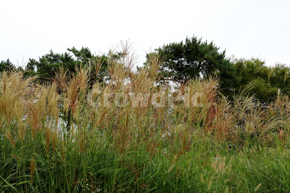 억새,풀,억새풀,식물,자연,들풀,두영,가을,식물,자연,plants,nature