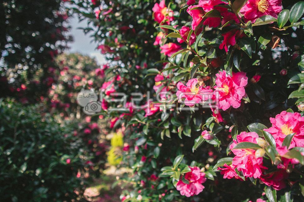 동백,동백꽃,겨울꽃,카멜리아,camellia,flower,꽃,plant,식물,blossom,겨울,나무,tree,동백나무,꽃잎,제주,제주도