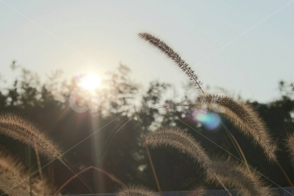 가을,자연,갈대,공원,역광,광주,일상,여행,꽃,가을,계절,fall,autumn,season,식물,자연,plants,nature,감성,sensible,feeling,grass,잔디,plant