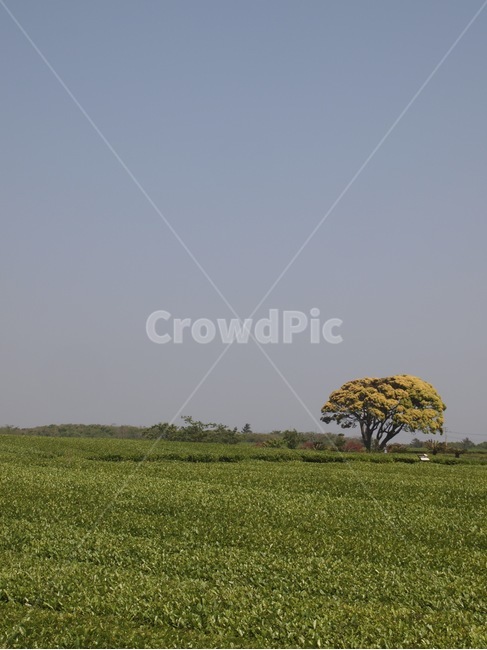 풍경,나무,식물,녹차밭,들판,목초지,자연,풍경,nature,landscape