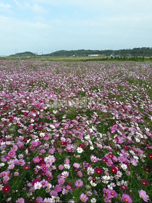 cosmos,하늘공원,가을나들이,서울근교,코스모스,가을,계절,fall,autumn,season,geranium,제라늄,flower,꽃,blossom,plant,식물