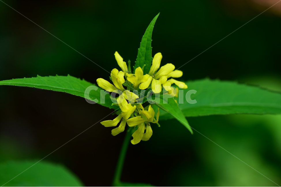 노란장대,노랑장대,야생화,꽃,식물,자연,생태,플라워,flower,plants,nature,식물,자연,plants,nature,꽃,flower