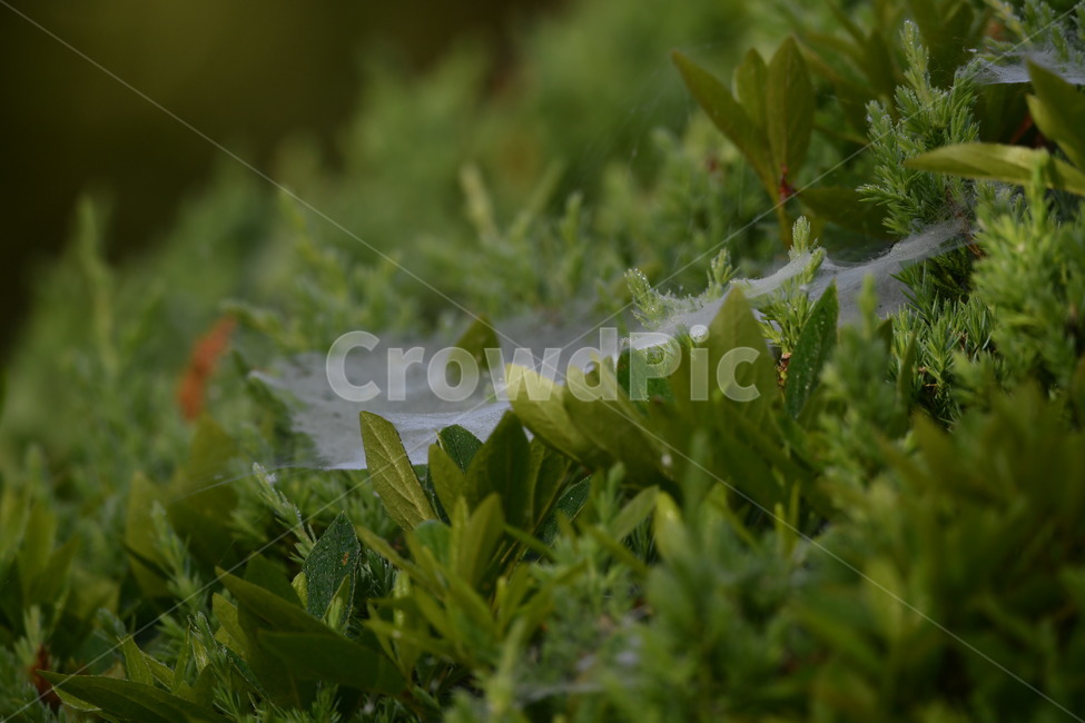 식물,자연풍경,꽃,감성사진,봄,거미줄,이슬,식물,자연,plants,nature