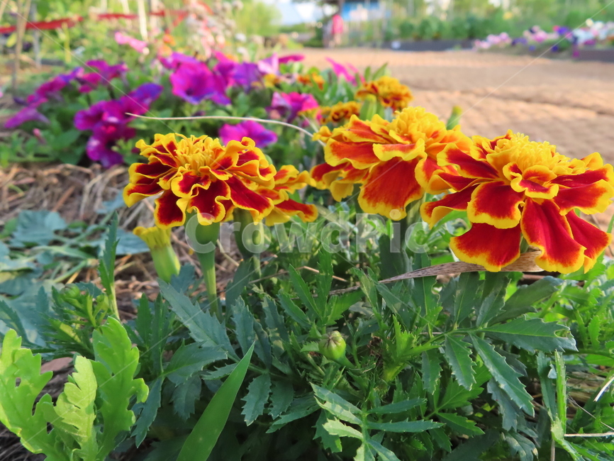 쌍떡잎,식물,꽃,아름다움,노란색,빨간색,공원,화려한,doubletteokleaves,plants,flowers,beauty,yellow,red,park,sunny