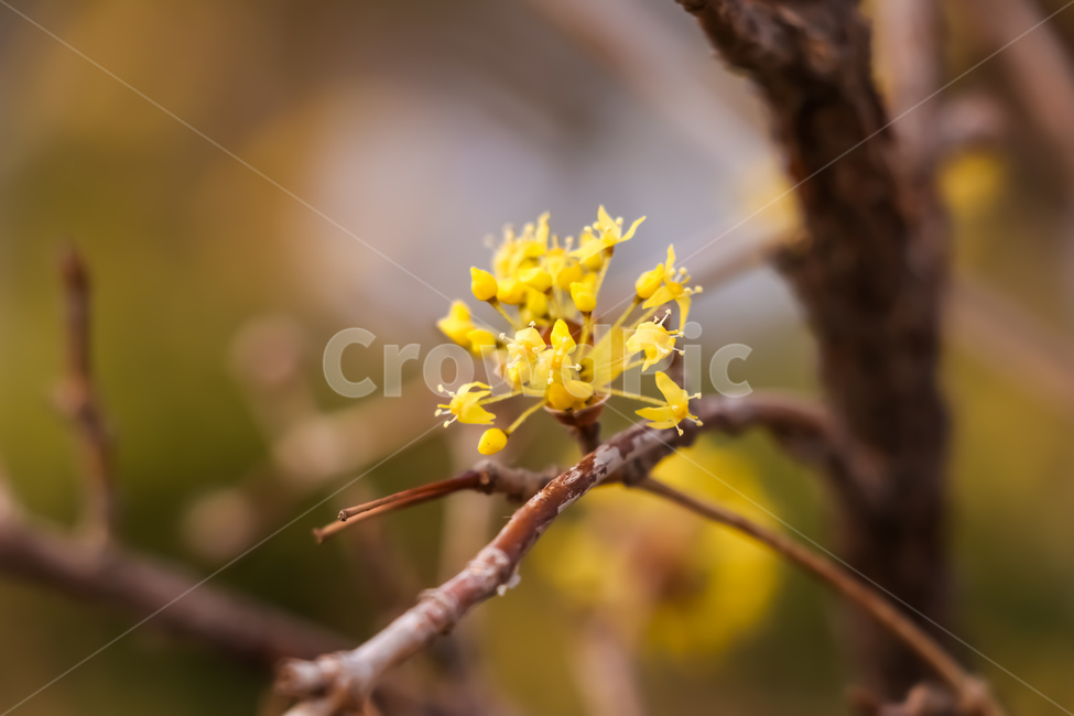 꽃,봄,산수유,식물,plant