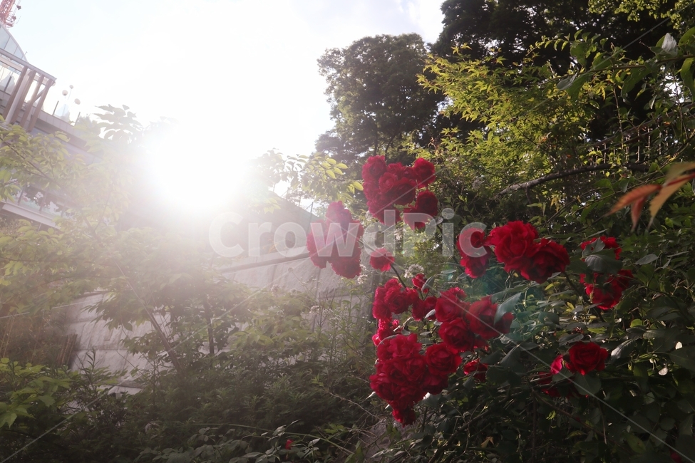장미,rose,flower,red,햇빛,따스함,색감