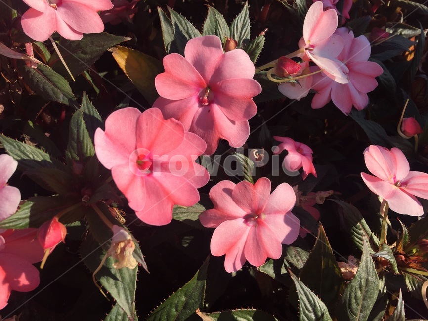 flower,꽃,geranium,제라늄,plant,blossom,식물,핑크,분홍,pink,예쁜