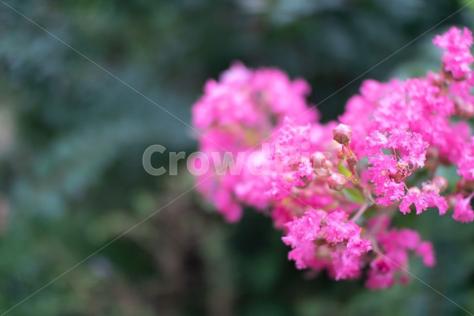 숲,꽃,분홍꽃,식물,풀숲,식물,자연,plants,nature,꽃,flower