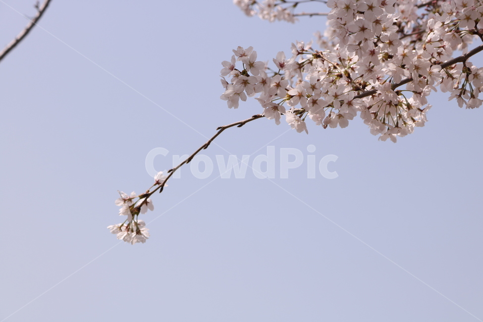 벚꽃,순결,봄,봄꽃,감성,식물,자연,plants,nature,꽃,flower
