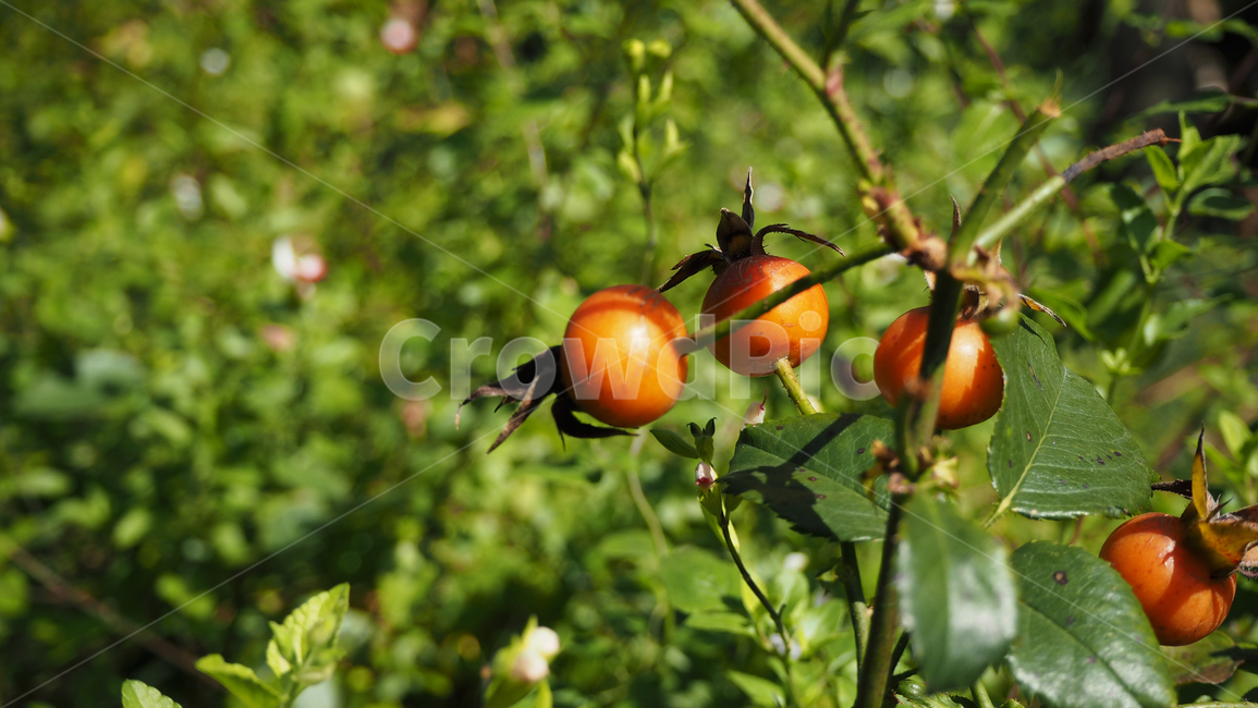 열매,나뭇잎,식물,fruit,leaf,plant,빨간색열매,redberries,식물,자연,plants,nature