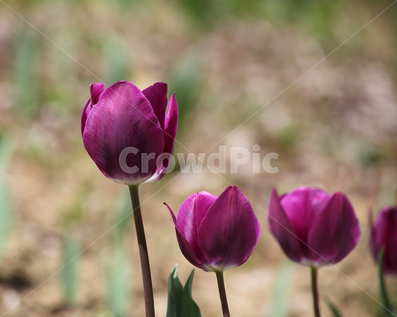 튤립,구근초,백합과,꽃,tulip