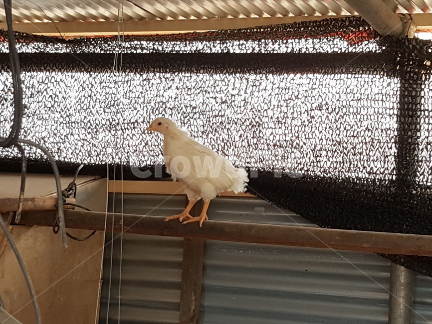 닭,닭장,시골,병아리,횟대,동물,animal,조류,새,birds