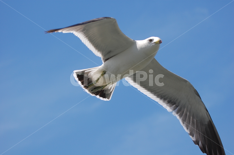 flying,갈매기,seagull,새,bird,동물,animal,동물,animal,조류,새,birds