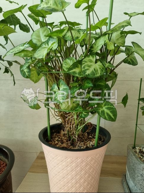 plant,식물,실내식물,지지대,싱고니움,덩쿨식물