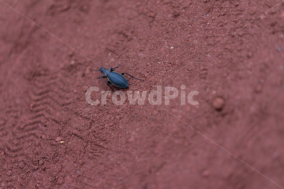 흙,곤충,벌레,자연,토양,nature,곤충,벌레,insect,bug