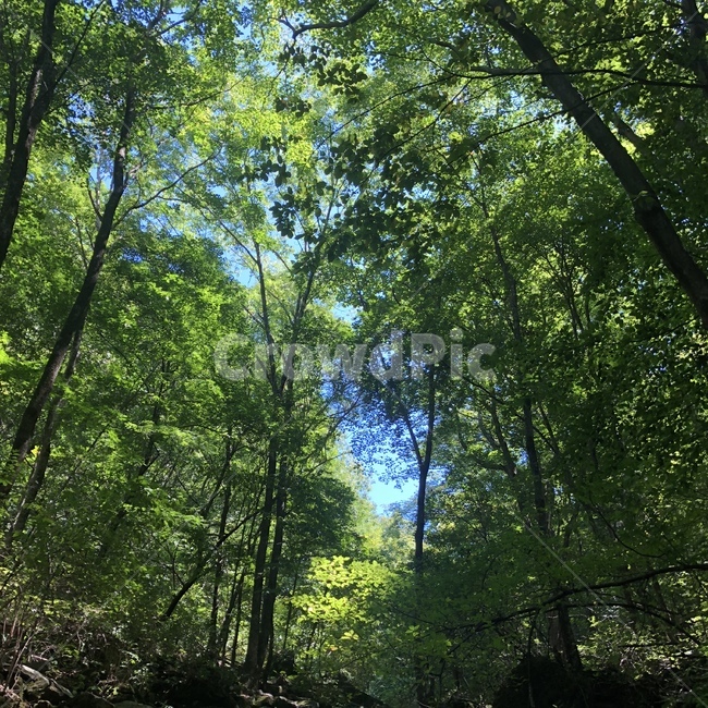 여름,산,나무,하늘,청량,자연,풍경,이끼계곡,푸은,초록,초록빛,힐링,자연,풍경,nature,landscape,vegetation,초목,plant,식물,forest,숲,land,땅,outdoors,옥외,tree,woodland,삼림지,grove,작은 숲
