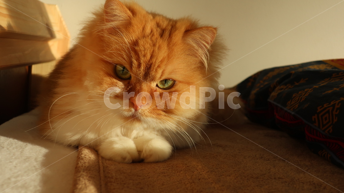 아기고양이,고양이,페르시안,노란고양이,치즈고양이,페르시안친칠라,귀여운,반려동물,애완동물,cat,kitten,kitty,포유류,자연,동물,animal,mammal,반려묘,페르시안고양이,품종묘,동물,animal,포유류,mammal,고양이,cat,kitten,kitty