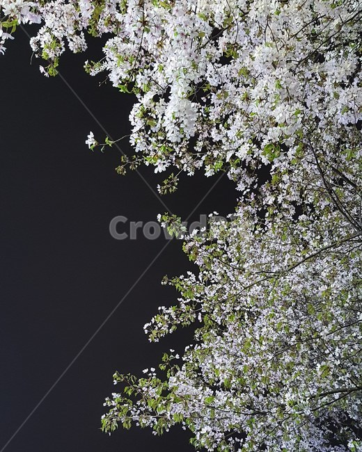 봄,야경,벚꽃,꽃,자연,풍경,야경,밤,풍경,nightscape,night,landscape,식물,자연,plants,nature,꽃,flower,plant,blossom,cherry blossom