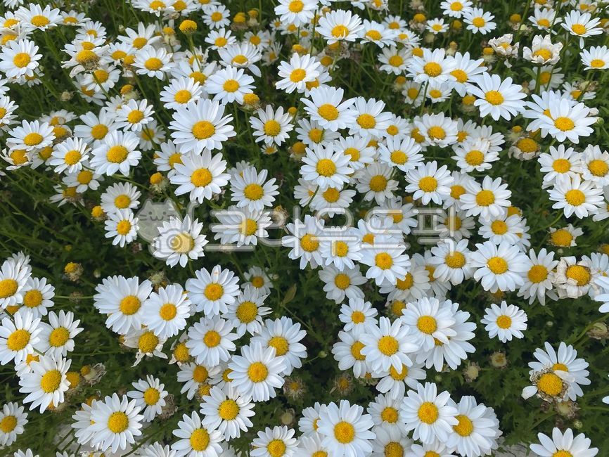 데이지,식물,꽃,꽃밭,배경,하얀꽃,흰색,초록색,daisy,plant,flower