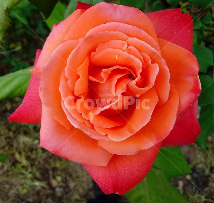 장미,장미꽃,플라워,식물,flower,로즈,붉은장미,rose