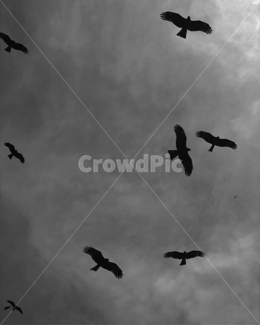 흑백,새,하늘,구름,풍경,동물,animal,조류,새,birds,흑백,모노톤,monochrome,black and white