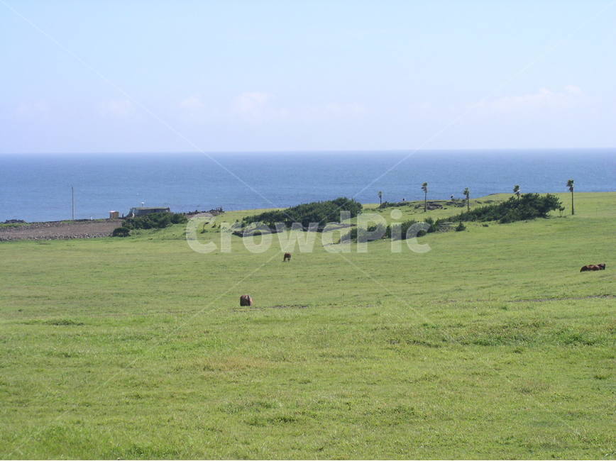 제주도풍경,제주도목장,제주도말목장,제주도초원,제주도해안풍경,제주도,koreajejuislandlandscape,koreainternationalroad,koreainternationalcapitalollehroad