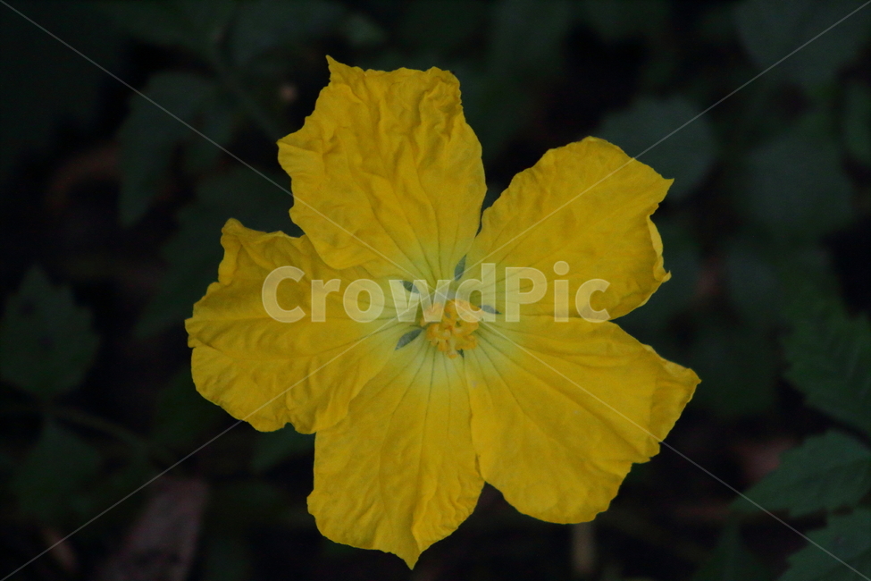 수세미,노랑,꽃,식물,luffacylindrica,수세미꽃,식물,자연,plants,nature,꽃,flower