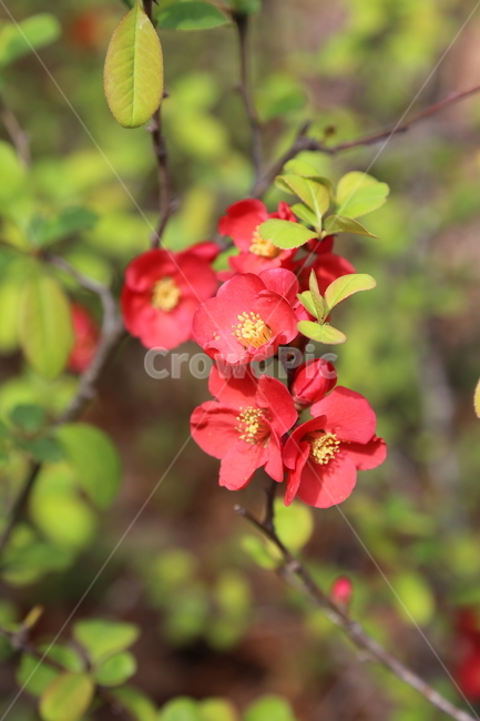 명자꽃,산당화,꽃,붉은색꽃,봄꽃,식물,자연,plants,nature,꽃,flower