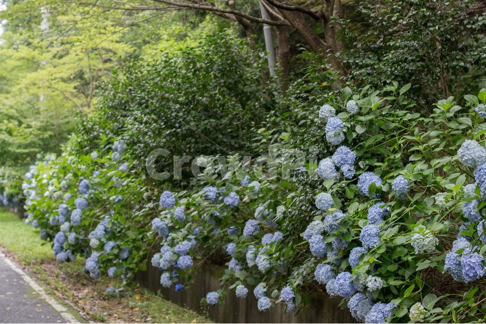 수국,수국길,풍경,강진,전남수국,강진수국,식물,자연,plants,nature,꽃,flower