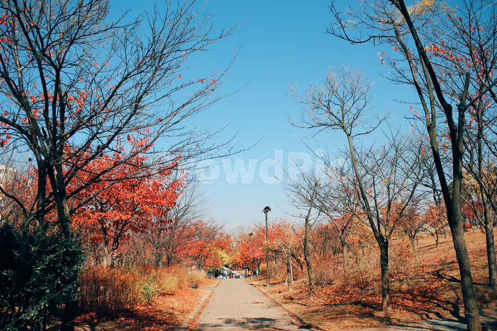 가을끝자락,가을,낙엽,풍경,자연,가을,계절,fall,autumn,season,자연,풍경,nature,landscape,식물,plants,나무,trees,wood,tree,plant,leaf,잎