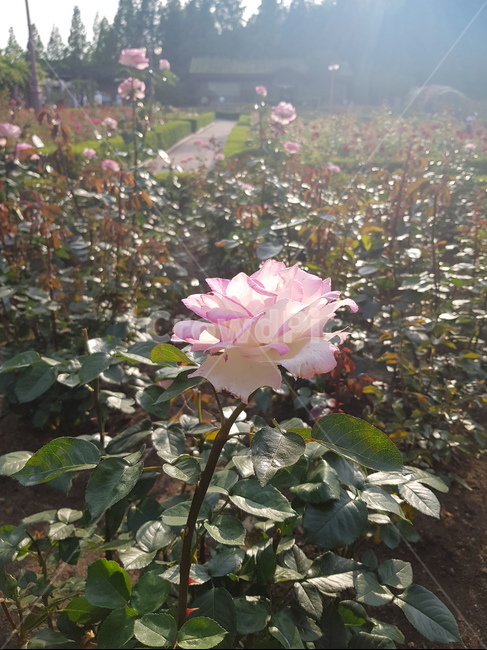꽃,자연,정원,공원,인천대공원,꽃밭