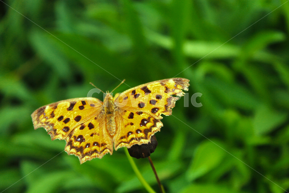 나비,나방,숲,풀,수풀,산,더듬이,날개,봄,동물,animal,곤충,벌레,insect,bug