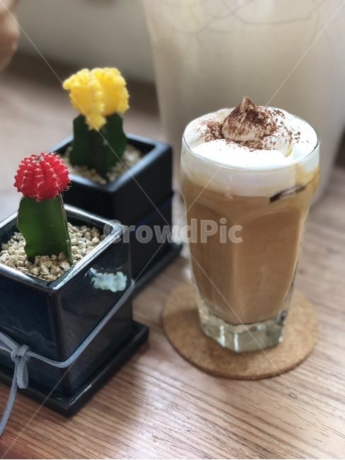 카페,선인장,홍대,바닐라라떼,커피,식물,자연,plants,nature,실내용화초,화분,화초,house plant,커피,카페,coffee,cafe