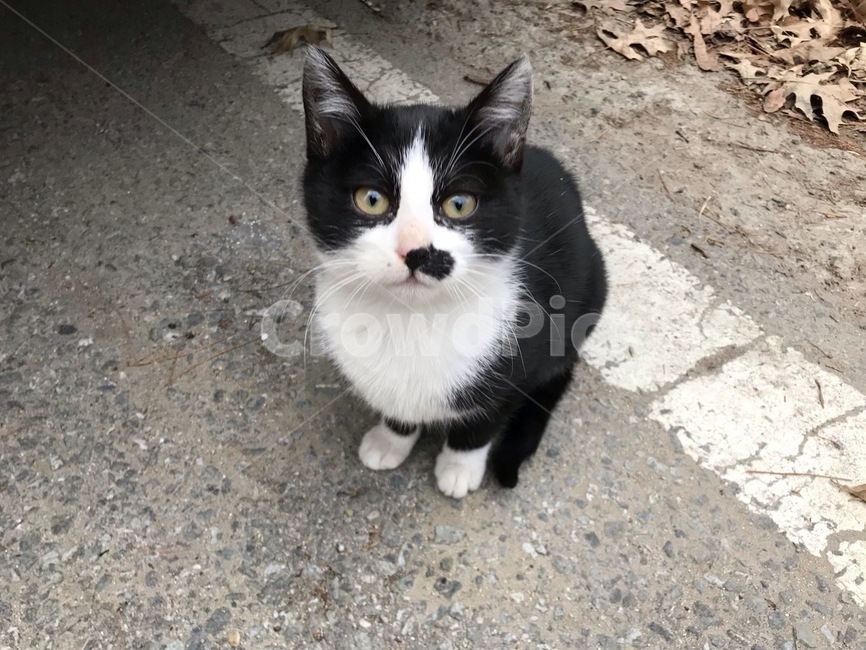 고양이,맨섬사람,동물,pet,애완동물,cat